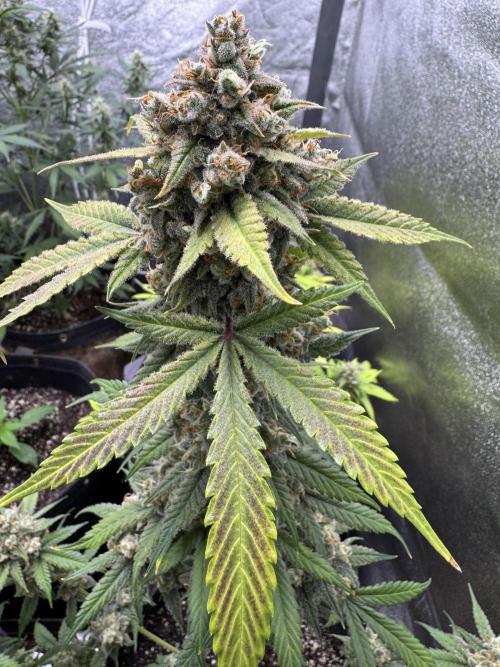 Auto Opium - Divine Seeds. Week 12