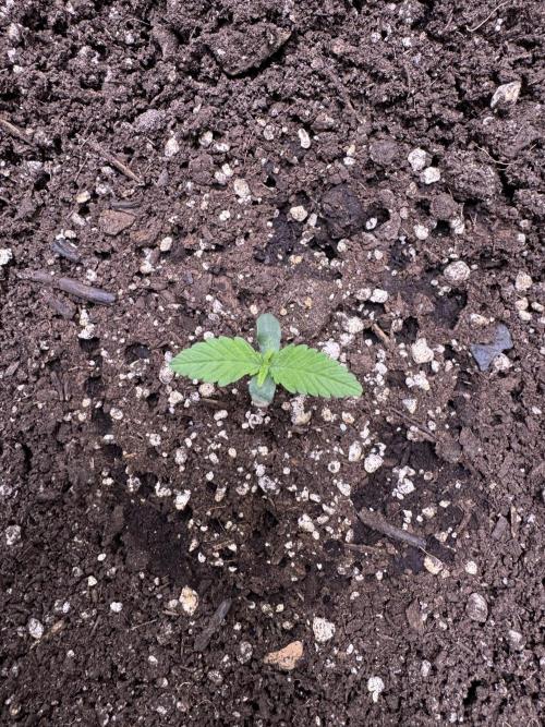 Sour Apple X Strawberry Gorilla Auto. Week 1