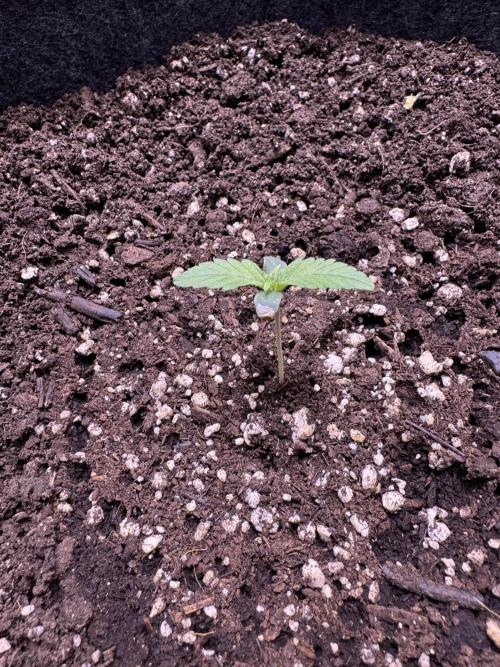 Sour Apple X Strawberry Gorilla Auto. Week 1