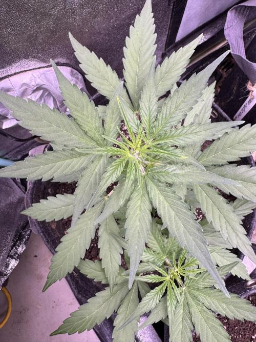 Wurlz F1 Autoflower - Zamnesia Seeds. Week 5