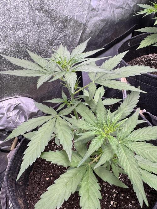 Wurlz F1 Autoflower - Zamnesia Seeds. Week 5