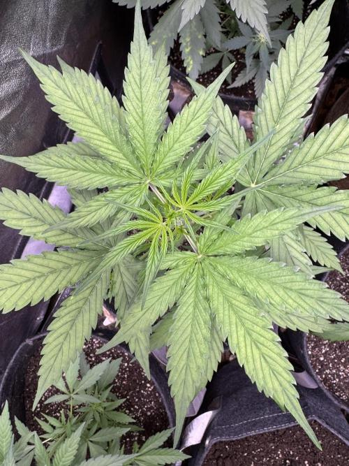 CBD Lemon Auto - Herbies Seeds. Week 4