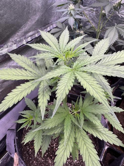 CBD Lemon Auto - Herbies Seeds. Week 4