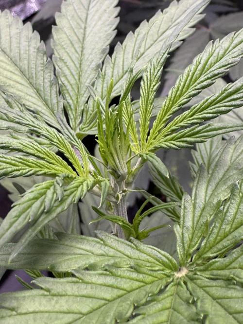 CBD Lemon Auto - Herbies Seeds. Week 4