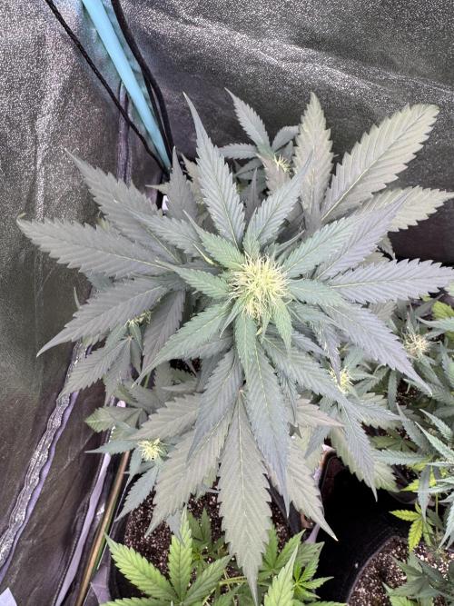 Caramel Auto - FastBuds. Week 7