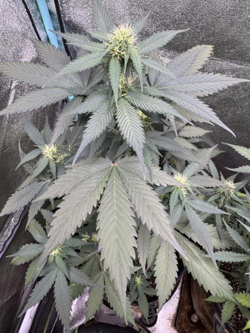 Caramel Auto - FastBuds. Week 7