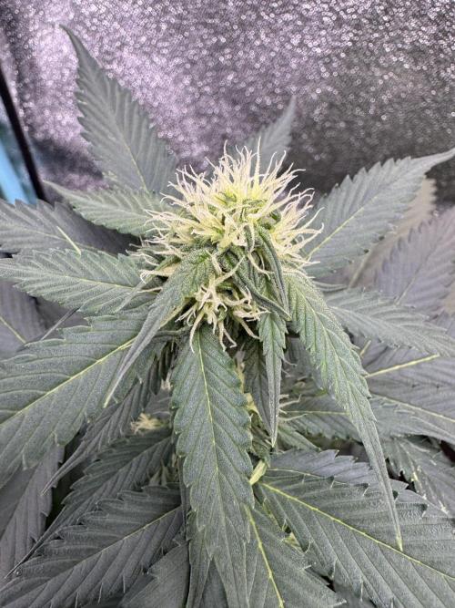 Caramel Auto - FastBuds. Week 7