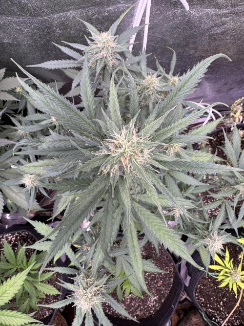 AUTO WHITE WIDOW - Divine Seeds. Week 9