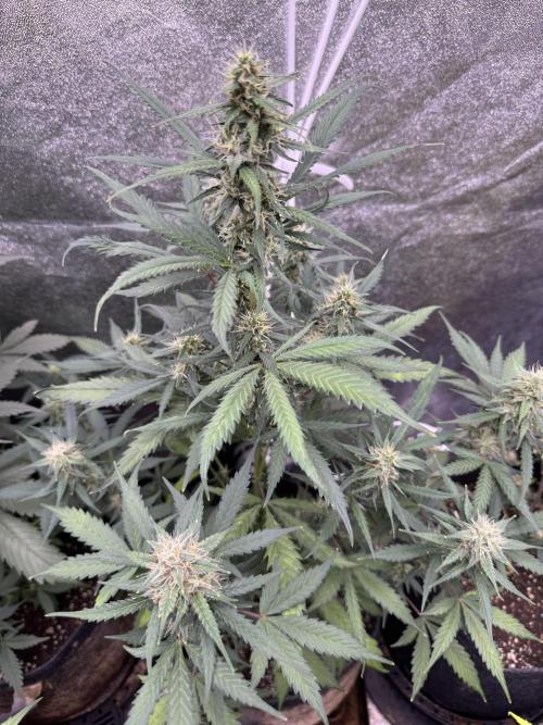 AUTO WHITE WIDOW - Divine Seeds. Week 9