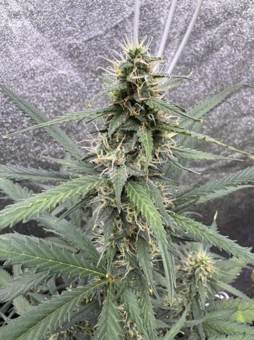 AUTO WHITE WIDOW - Divine Seeds. Week 9