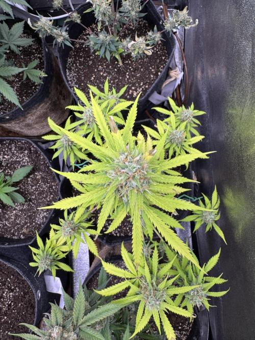 Elephant Berry Auto. Week 11