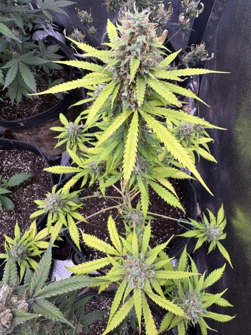 Elephant Berry Auto. Week 11