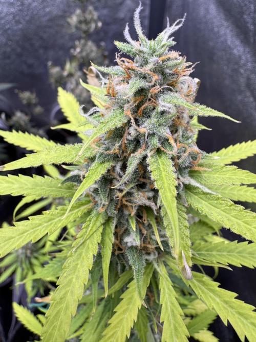 Elephant Berry Auto. Week 11