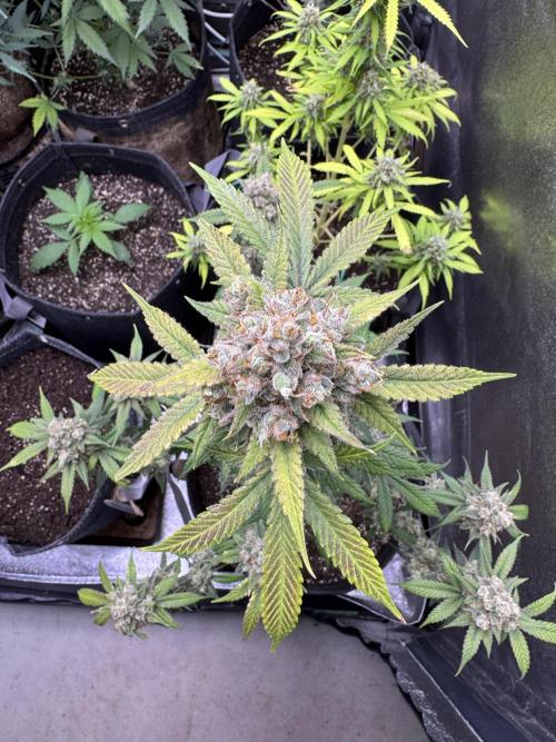 Auto Opium - Divine Seeds. Week 13