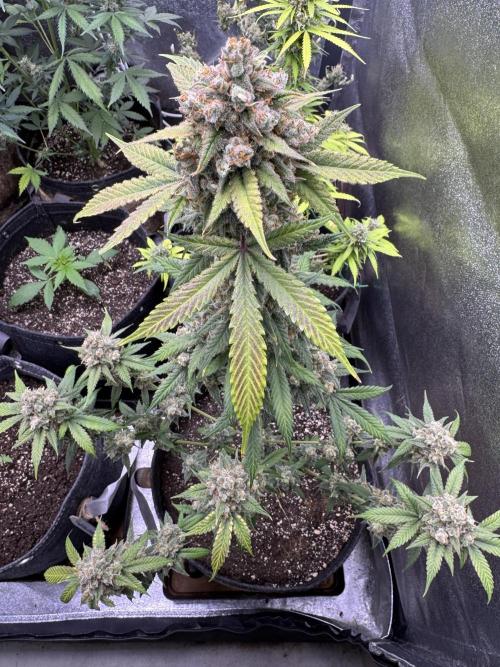 Auto Opium - Divine Seeds. Week 13