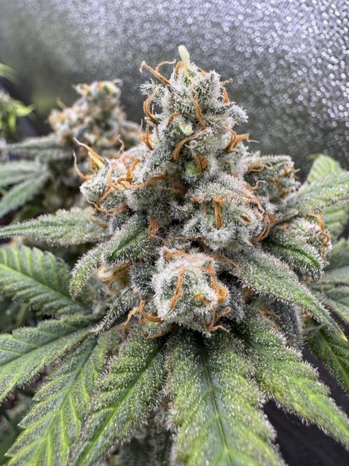 Auto Opium - Divine Seeds. Week 13