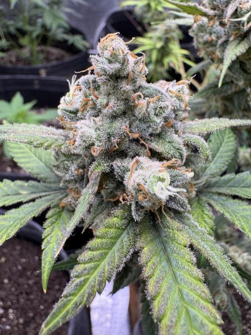 Auto Opium - Divine Seeds. Week 13