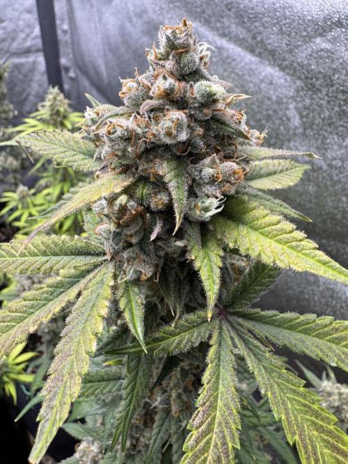 Auto Opium - Divine Seeds. Week 13