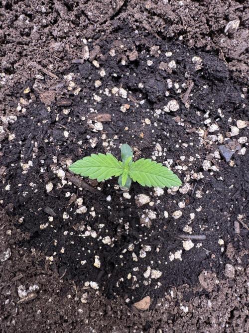 Sour Apple X Strawberry Gorilla Auto. Week 2