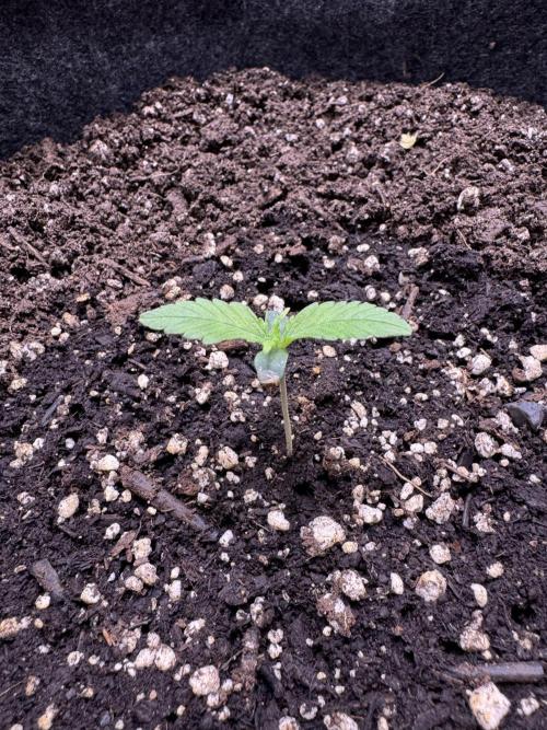 Sour Apple X Strawberry Gorilla Auto. Week 2