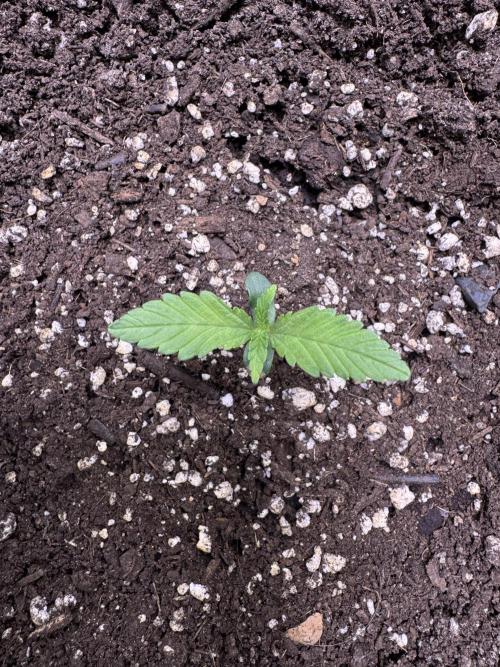 Sour Apple X Strawberry Gorilla Auto. Week 2