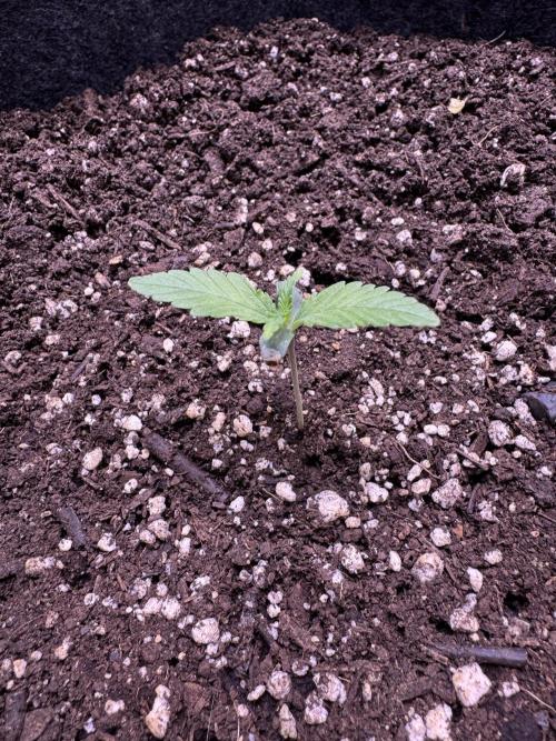 Sour Apple X Strawberry Gorilla Auto. Week 2