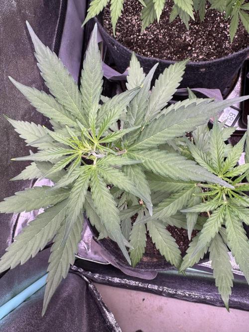 Wurlz F1 Autoflower - Zamnesia Seeds. Week 5