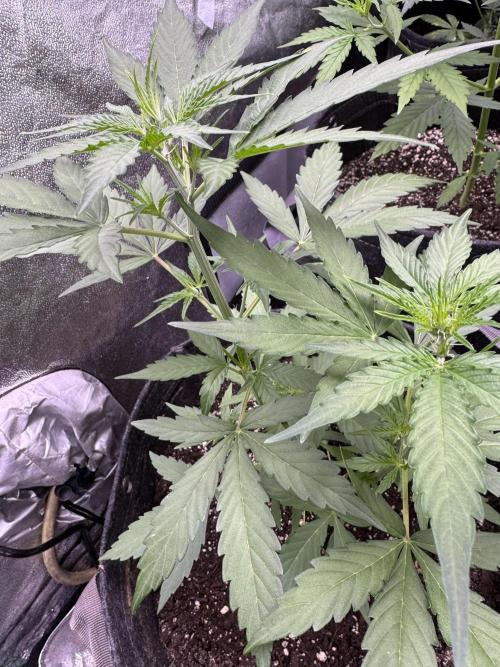 Wurlz F1 Autoflower - Zamnesia Seeds. Week 5