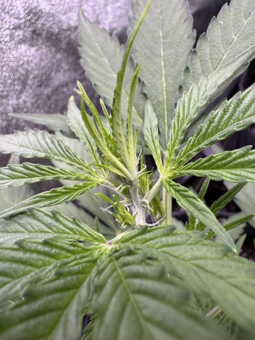 Wurlz F1 Autoflower - Zamnesia Seeds. Week 5