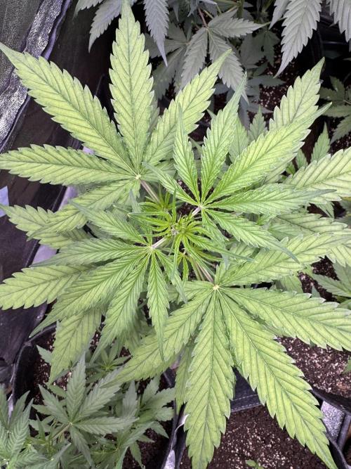 CBD Lemon Auto - Herbies Seeds. Week 5