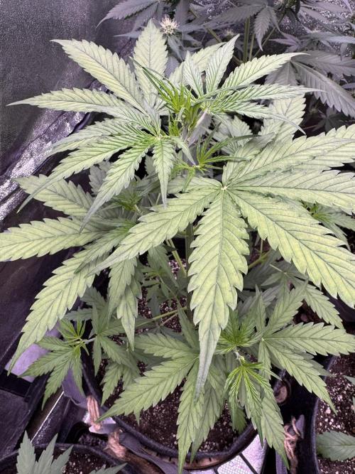 CBD Lemon Auto - Herbies Seeds. Week 5