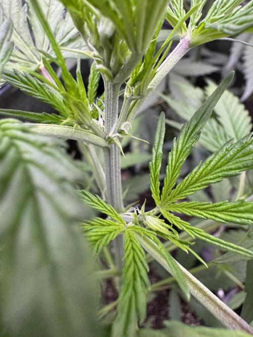 CBD Lemon Auto - Herbies Seeds. Week 5