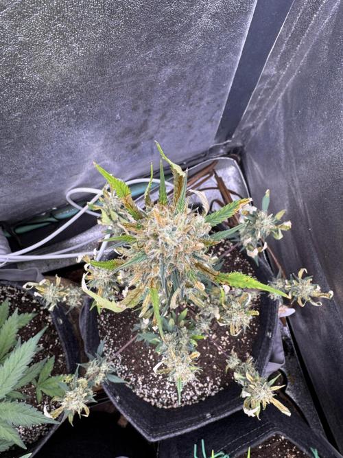 Zkittelz XL Auto - Ganja Farmer Seeds. Week 11