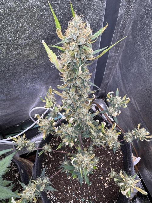 Zkittelz XL Auto - Ganja Farmer Seeds. Week 11