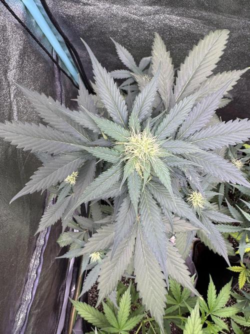 Caramel Auto - FastBuds. Week 7