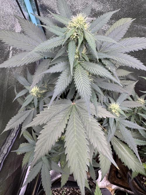 Caramel Auto - FastBuds. Week 7