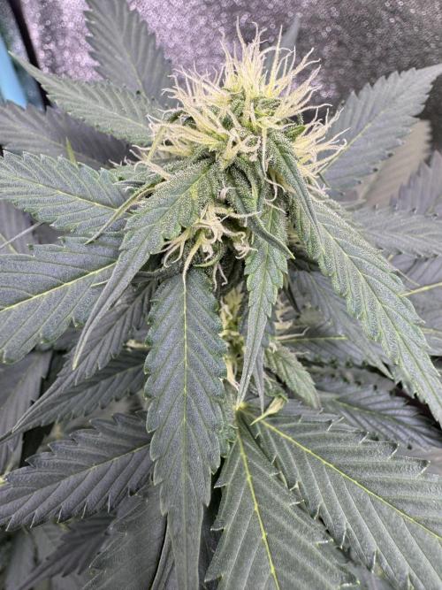 Caramel Auto - FastBuds. Week 7