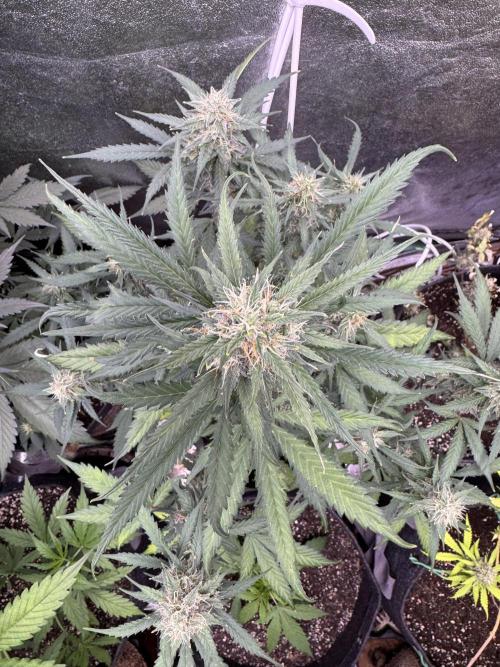 AUTO WHITE WIDOW - Divine Seeds. Week 9