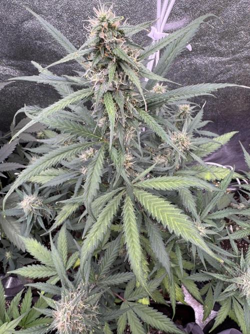 AUTO WHITE WIDOW - Divine Seeds. Week 9