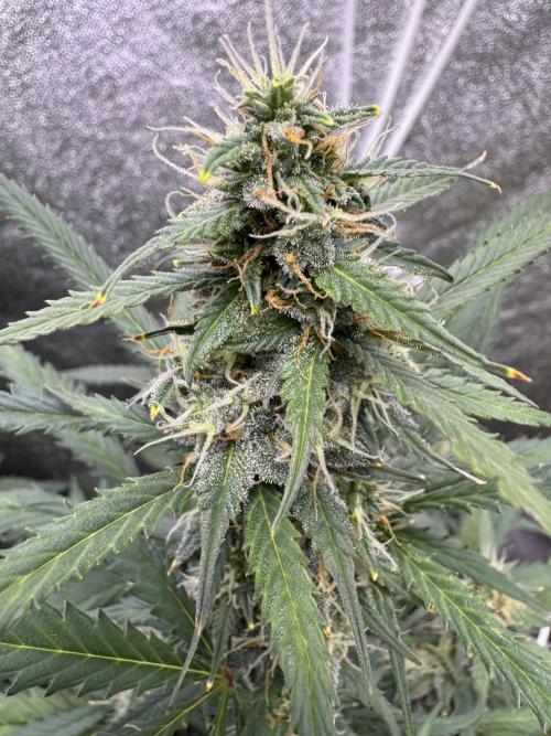 AUTO WHITE WIDOW - Divine Seeds. Week 9