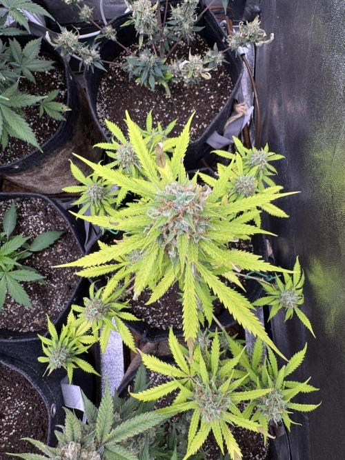 Elephant Berry Auto. Week 11