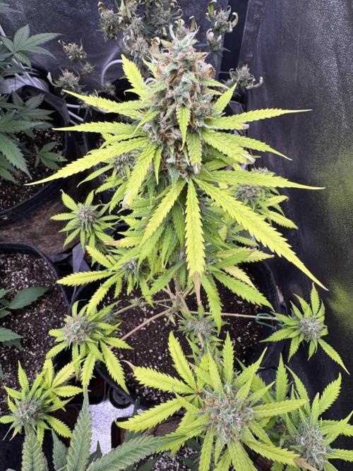 Elephant Berry Auto. Week 11