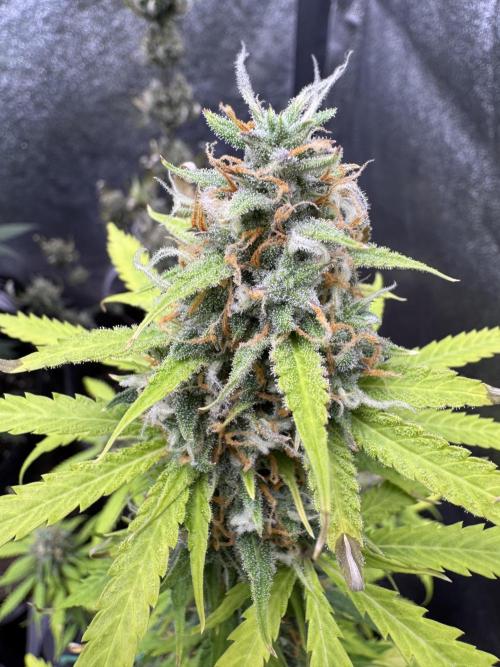 Elephant Berry Auto. Week 11