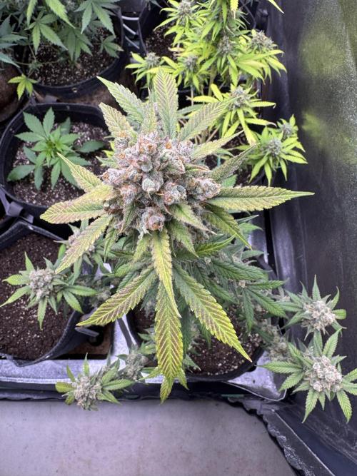 Auto Opium - Divine Seeds. Week 13