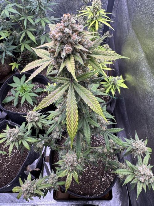 Auto Opium - Divine Seeds. Week 13