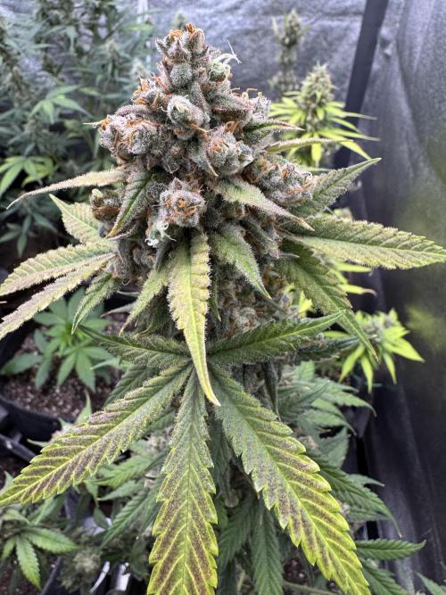 Auto Opium - Divine Seeds. Week 13