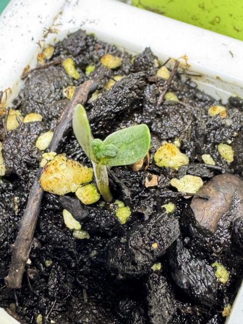 Purple Tangie Auto - Supernatural Seeds. Week 0