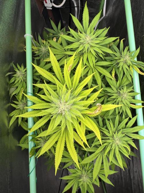 Big Demon by Divine Seeds. Week 15