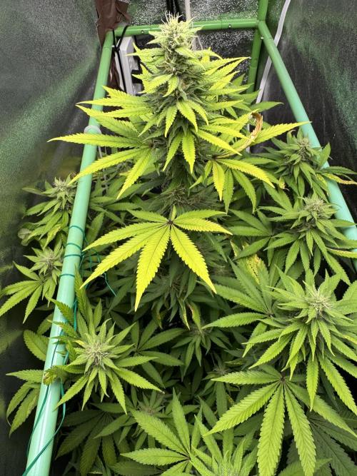 Big Demon by Divine Seeds. Week 15