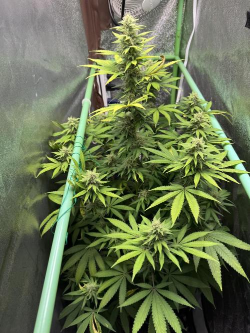 Big Demon by Divine Seeds. Week 15